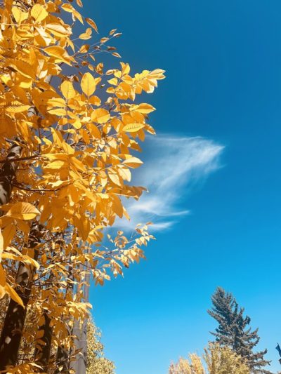 Светът на Гери